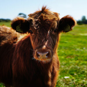 Erlebnishotel Zum Schwan Wanfried